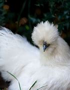 Image result for Cute Silkie Chickens