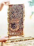 Image result for Beekeeping for Beginners