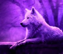 Image result for Aesthetic PFP Husky and Wolf