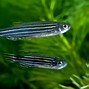 Image result for Flying Zebra Fish