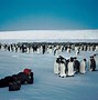 Image result for Emo Penguin