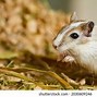 Image result for Copper Gerbil