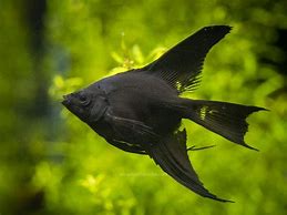 Image result for Black Angelfish Saltwater