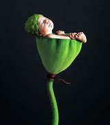 Image result for Anne Geddes Baby Photos