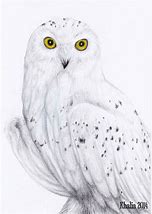 Image result for Snowy Owl Black and White Drawing