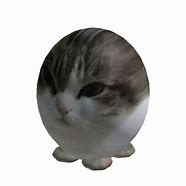 Image result for Face of Wawa Cat