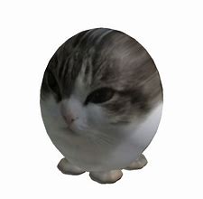 Image result for Wawa Cat T-Shirt