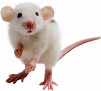 Image result for Ratones