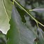 Image result for Swamp White Oak Tree