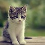 Image result for Baby Cats