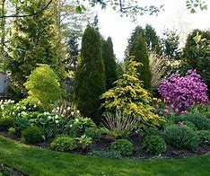 Image result for Landscape Shrubs and Bushes