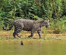 Image result for African Jaguar