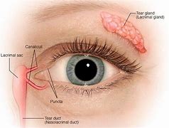 Image result for Lacrimal Papilla