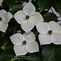 Image result for Kousa Dogwood