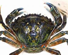 Image result for Caribbean Green Crab Dinner