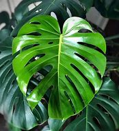 Image result for Cây Monstera