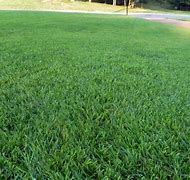 Image result for Zoysia Grass Lawn