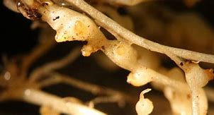 Image result for Root-Knot Nematode Tomato Roots