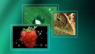 Image result for What Is a Macro Lens