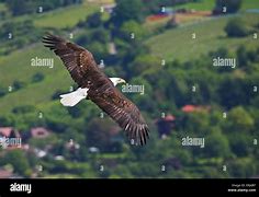 Image result for Eagle Flying Top View