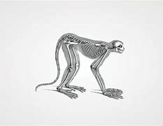 Image result for Monkey Anatomy Diagram