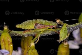 Image result for leafhopper nymphs