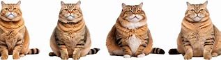 Image result for Fat Cat White Background