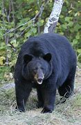 Image result for America Bear