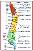 Image result for Lumbar Spine Anatomical Landmarks