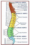 Image result for View of Spinal Column