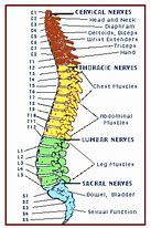 Image result for Spinal Chart Hand Out