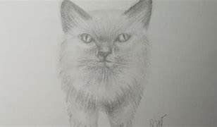 Image result for Cat Drawing Shading