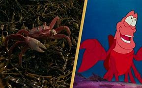 Image result for Sebastian the Little Mermaid Live-Action