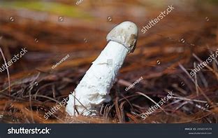 Image result for Mushroom PEM Nut