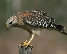 Image result for Human Hawk