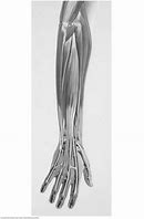 Image result for Concept Map Forearm