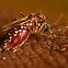 Image result for Dengue Diarrhea