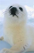 Image result for Cute Sea Lion