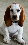 Image result for Basset Spaniel Mix