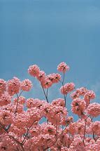 Image result for Cute Pastel Pink Aesthetic Flowers