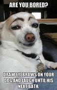 Image result for Dog Memes so Funny