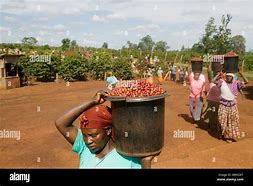 Image result for Kenya Coffee Farm