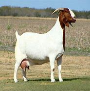 Image result for Male and Female Goat