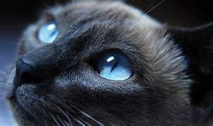 Image result for Cat Eyes Background