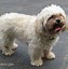 Image result for White Maltese Dog