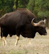 Image result for Gaur Animal