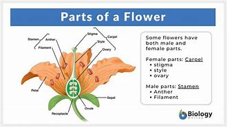 Image result for Angio Flower