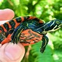 Image result for Red Spotted Turtle Food