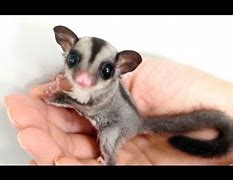 Image result for Adorable Sugar Glider