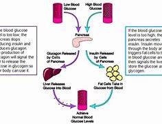 Image result for Insulin Feedback Loop